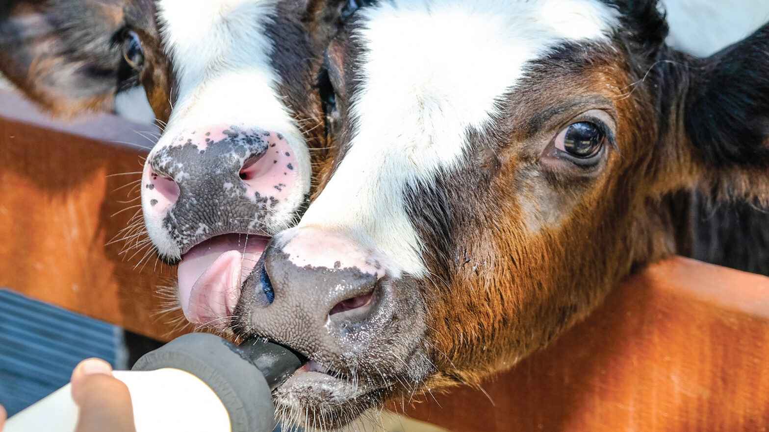 Douglasdale Dairy Farm