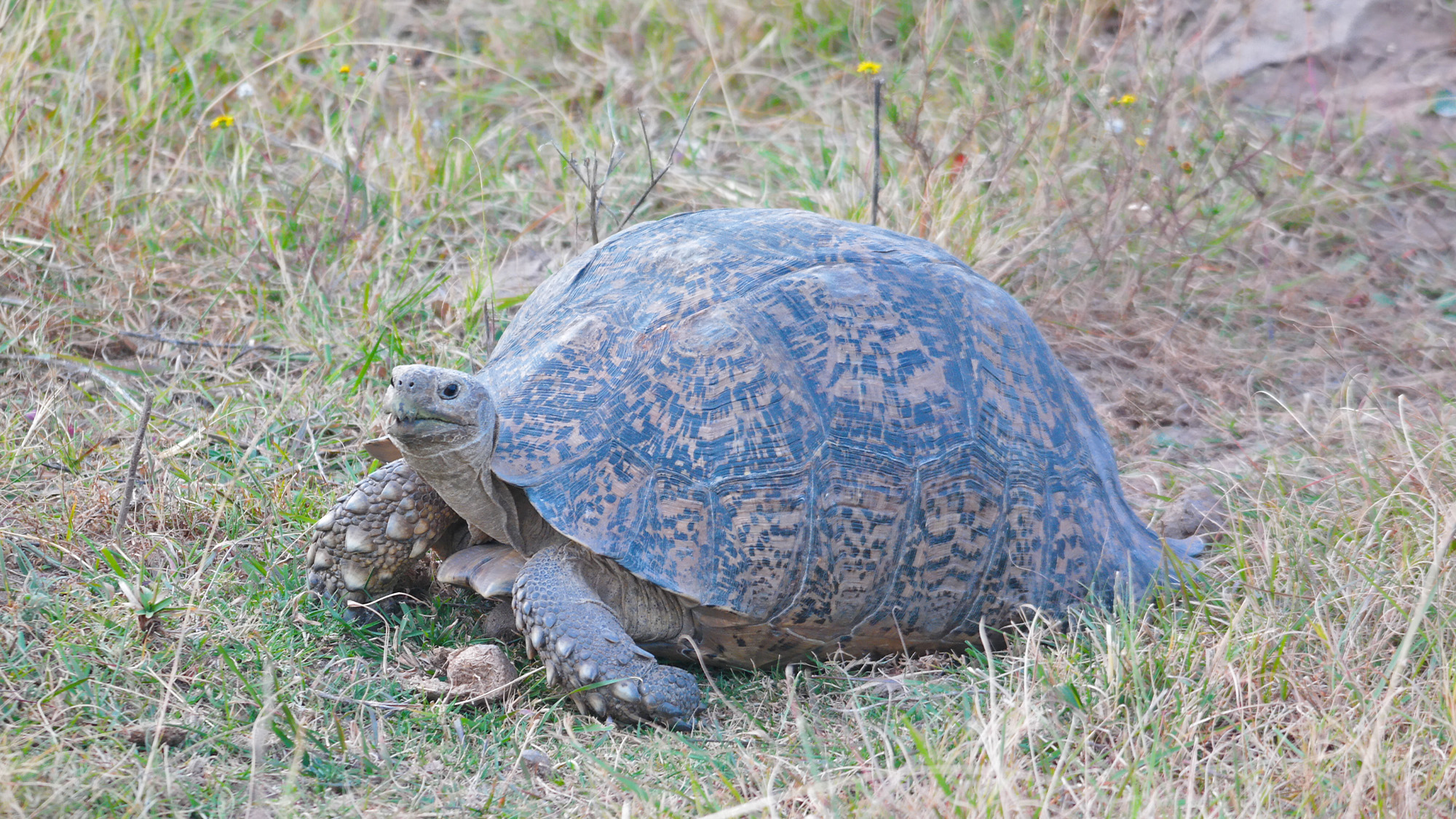 Eastern Cape Escape: Experiencing Inzolo Lodge At Lalibela Game Reserve 21 Inzolo