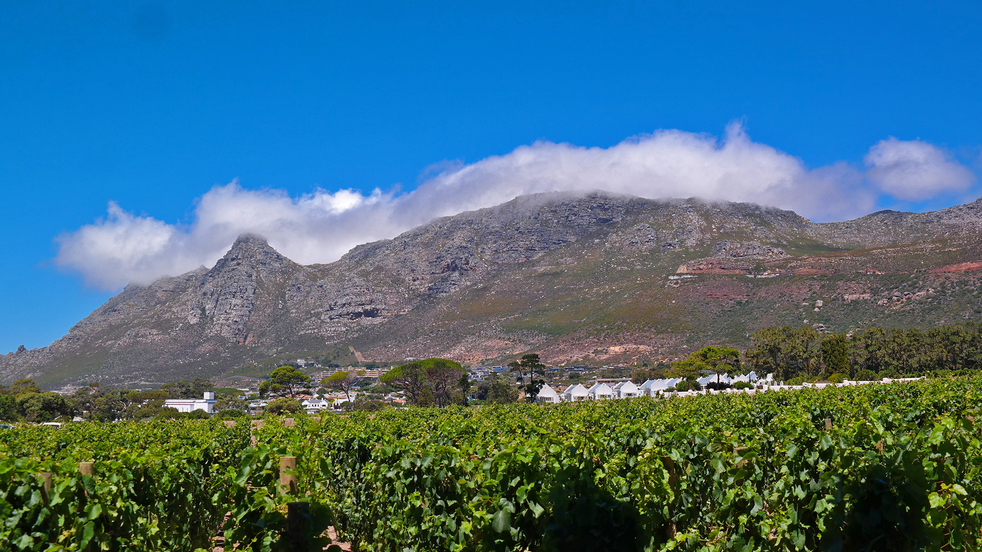 We Tried It: Lunch At Steenberg Farm’s Tryn – Refined Dining In A Historic Setting 19 Tryn