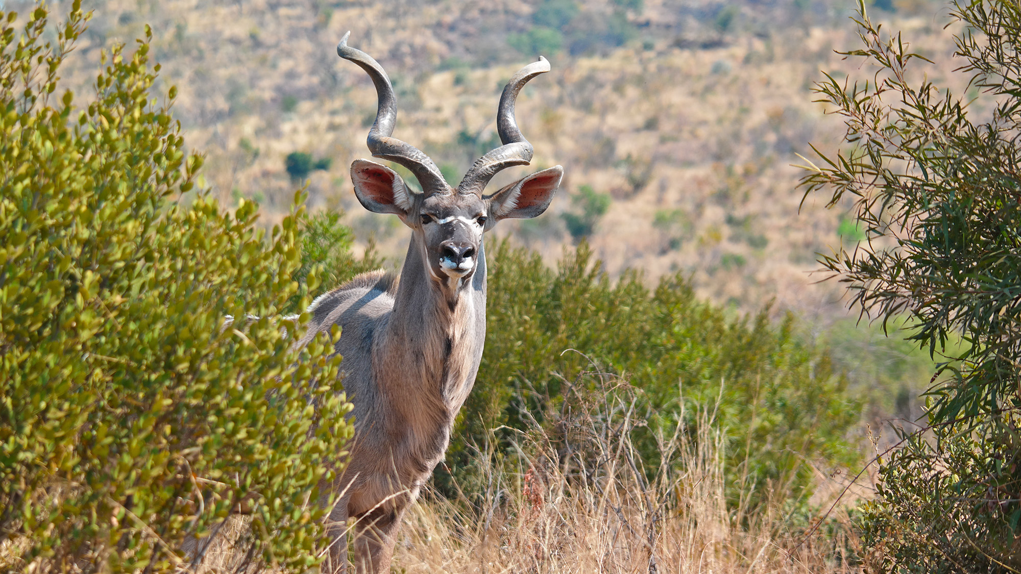 2025 South African Tourism Trends Report - Beyond The Numbers 19 Tourism